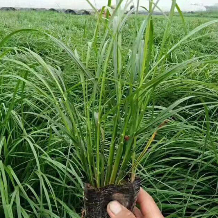 大量供应狼尾草基地 狼尾草报价 狼尾草行情