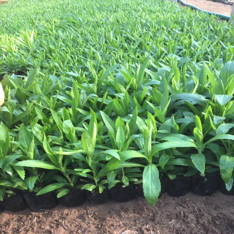 锦川种植假龙头 假龙头价格 假龙头小苗大量供应