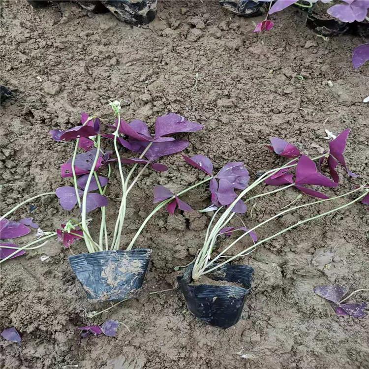 大量供应醡浆草 醡浆草价格 醡浆草供应商