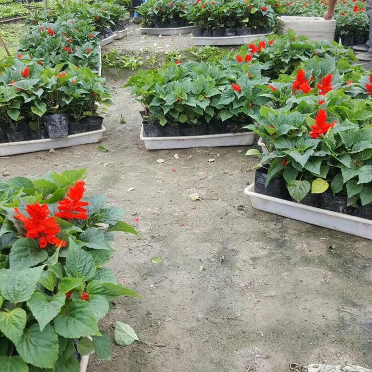 天一一串红 基地种植一串红 欢迎预定一串红
