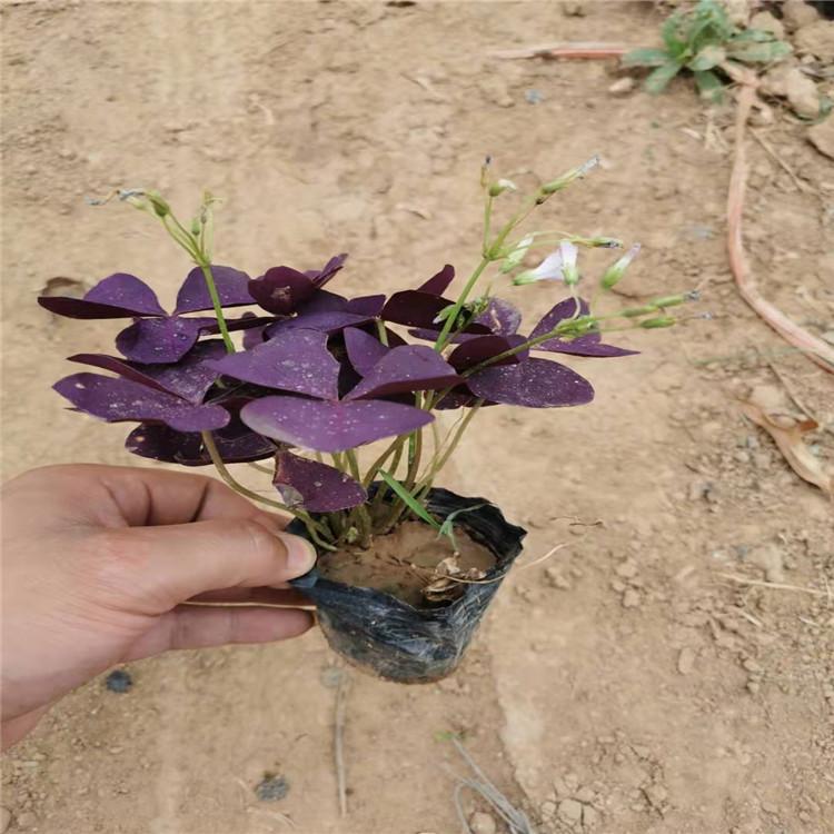 优良醡浆草小苗基地 批发量大优惠 醡浆草小苗