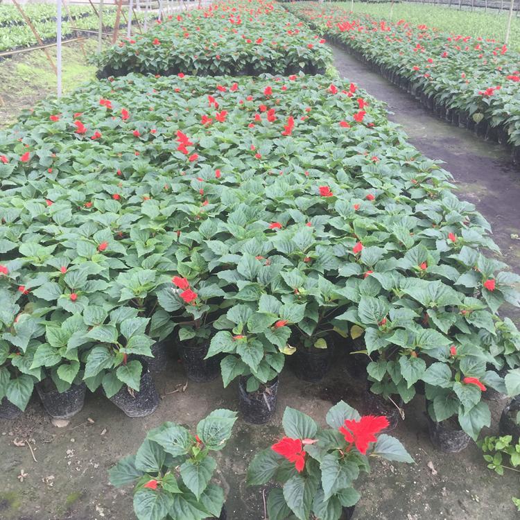 江苏一串红基地 基地种植一串红 时令草花一串红