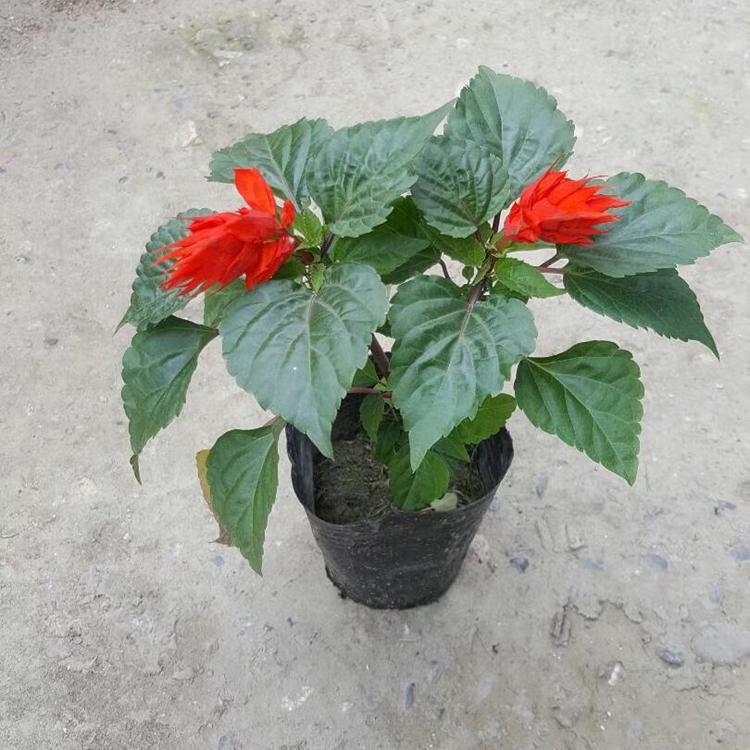一串红盆栽 一串红基地 时令草花一串红