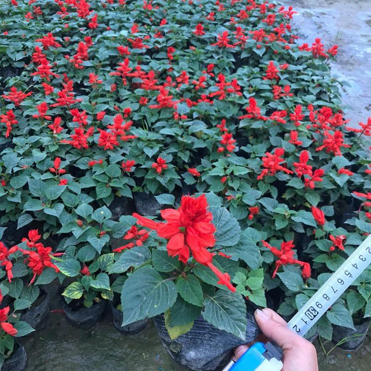 租摆一串红 一串红批发 时令草花一串红