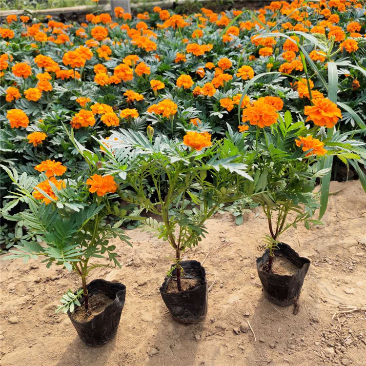 孔雀草 孔雀草基地 这里出售好苗
