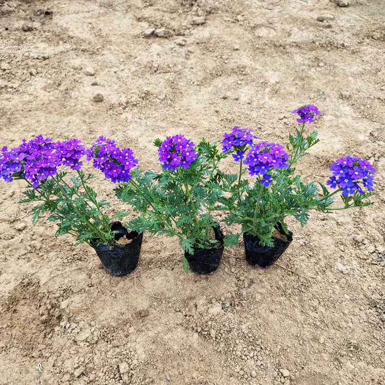 蓝花美女樱基地 青州草花基地 价格实惠