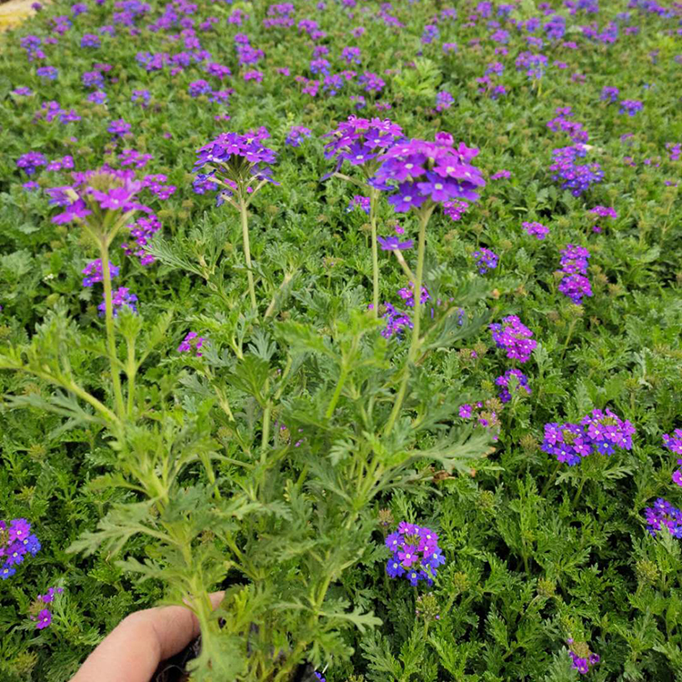 基地种植 蓝花美女樱 蓝花美女樱价格