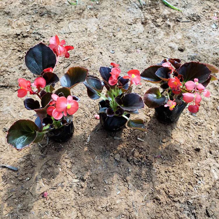 我苗圃批发 四季海棠批发 青州草花种植基地 四季海棠小苗