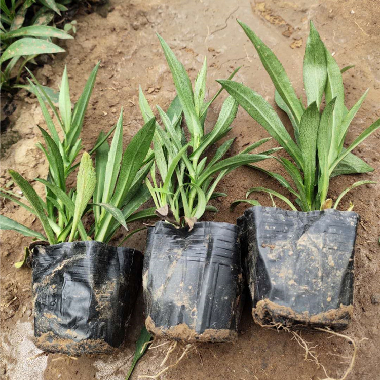 荷兰菊基地直销 花海优良品种 青州草花种植基地 家庭摆放荷兰菊