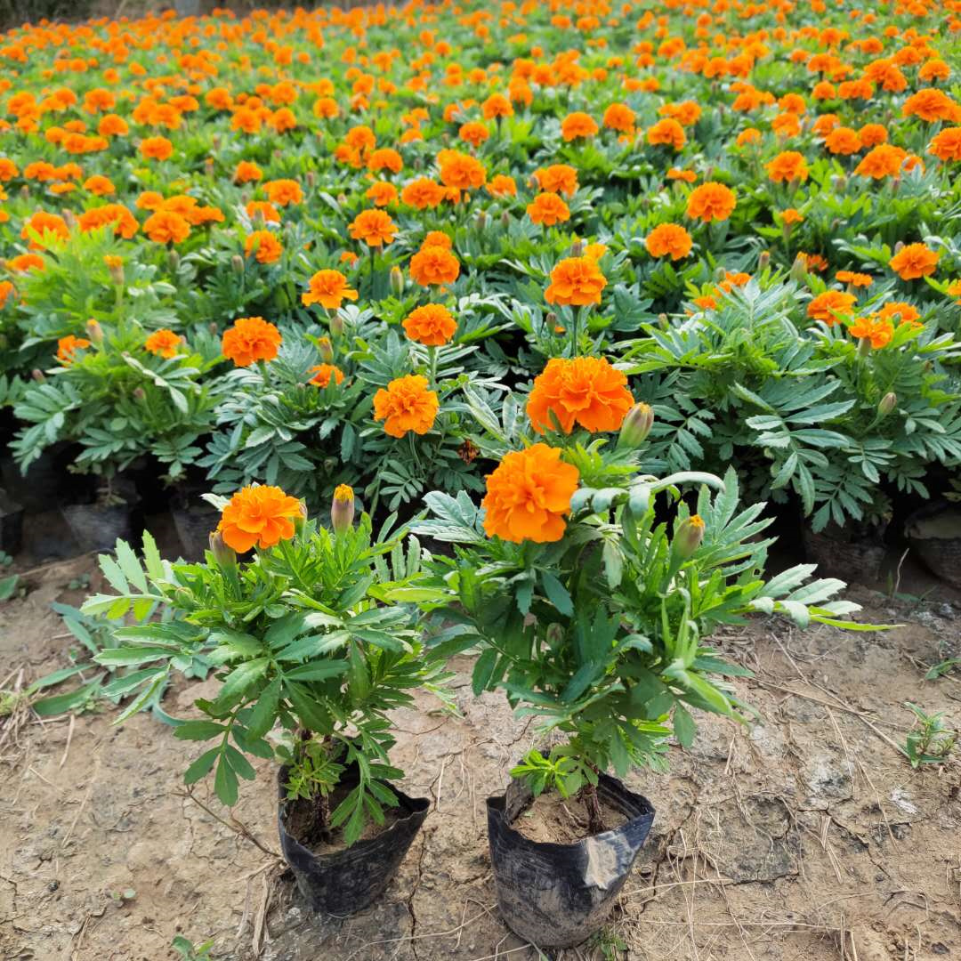 孔雀草价格 孔雀草 青州宿根草花
