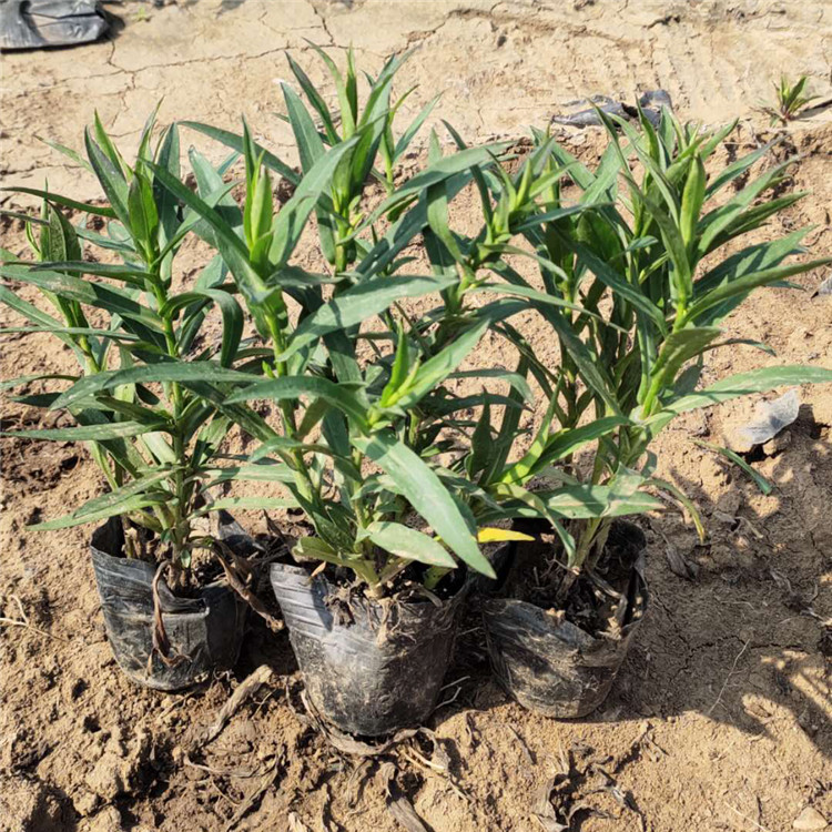 荷兰菊供应商 欢迎选购 青州草花种植基地 观赏花荷兰菊