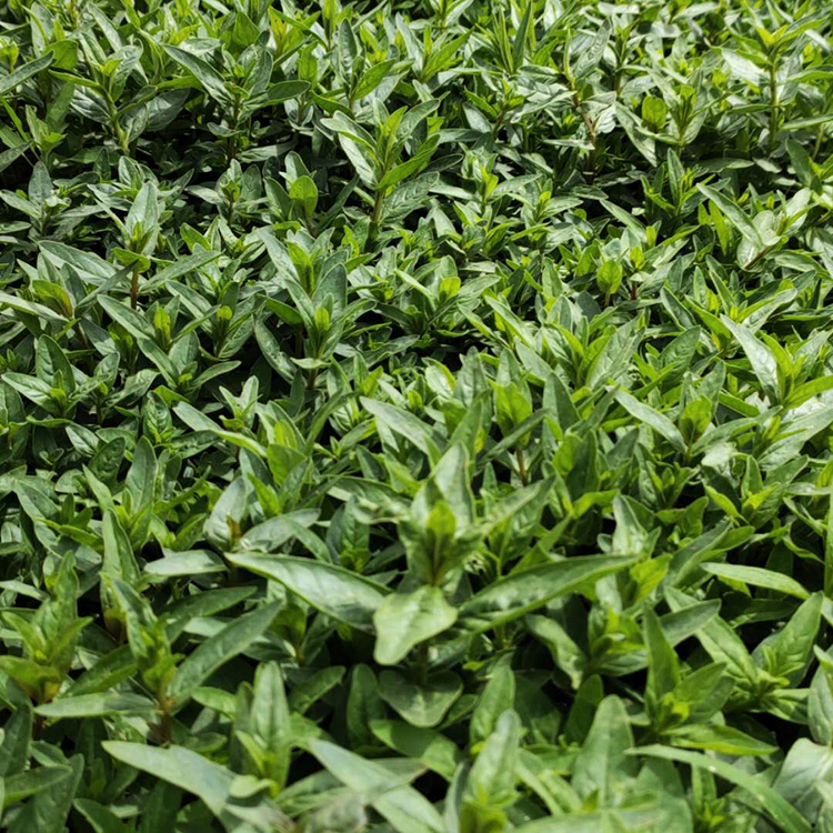 草花批发 千屈菜价格优惠 青州千屈菜种苗