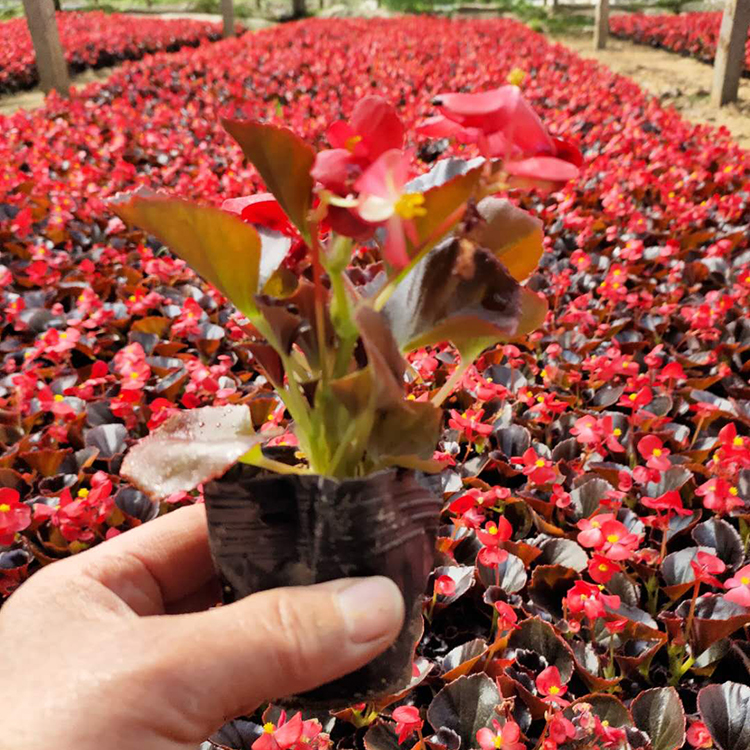 顺菊花卉 四季海棠批发 青州宿根草花批发 四季海棠杯苗