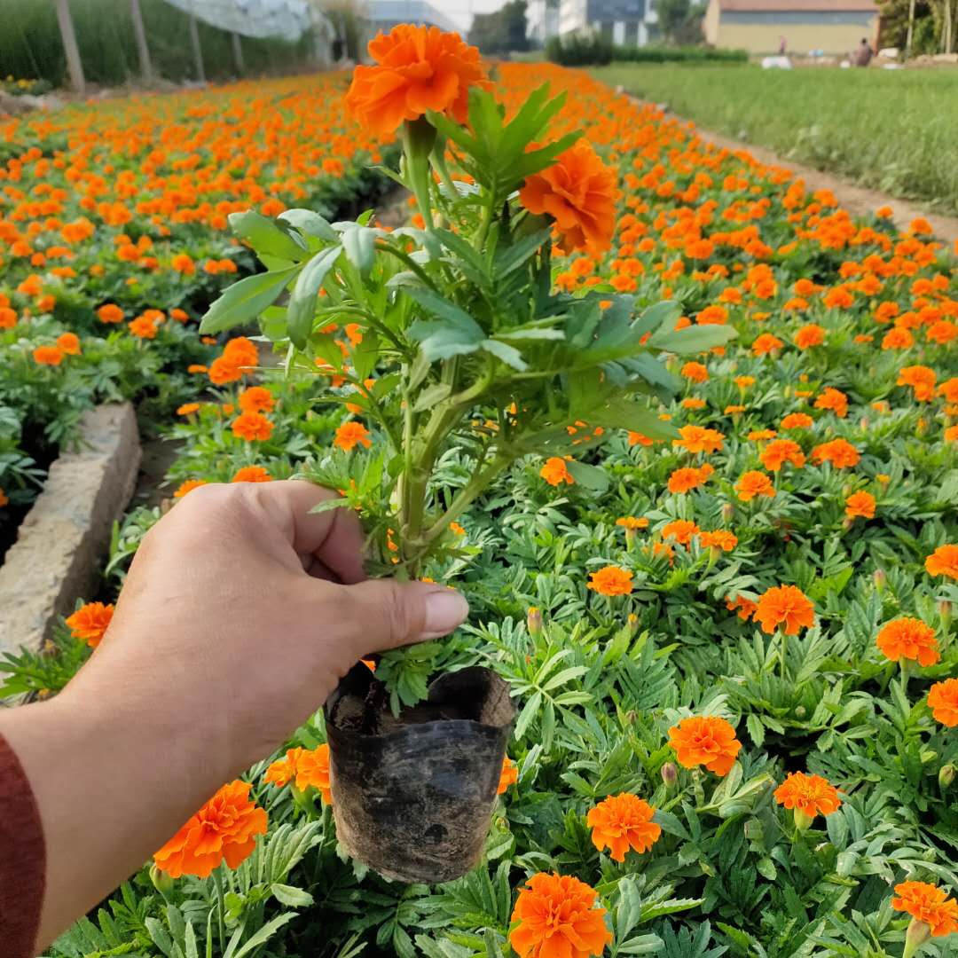 孔雀草批发 孔雀草 青州草花