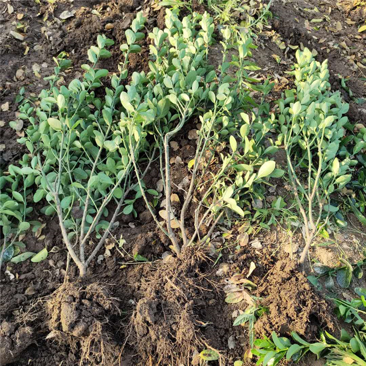 基地直售 青州冬青苗 冬青种植基地