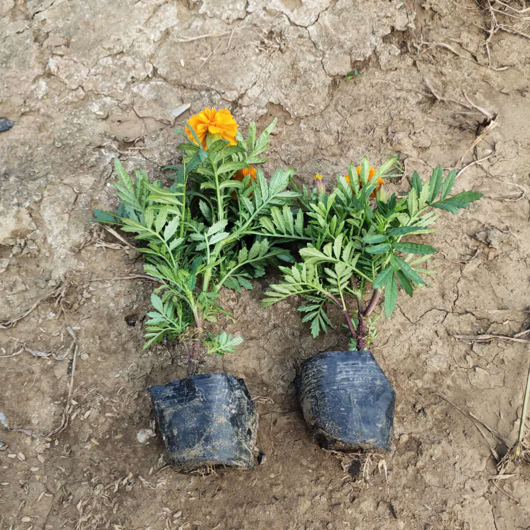 孔雀草小盆 孔雀草价格 大量批发