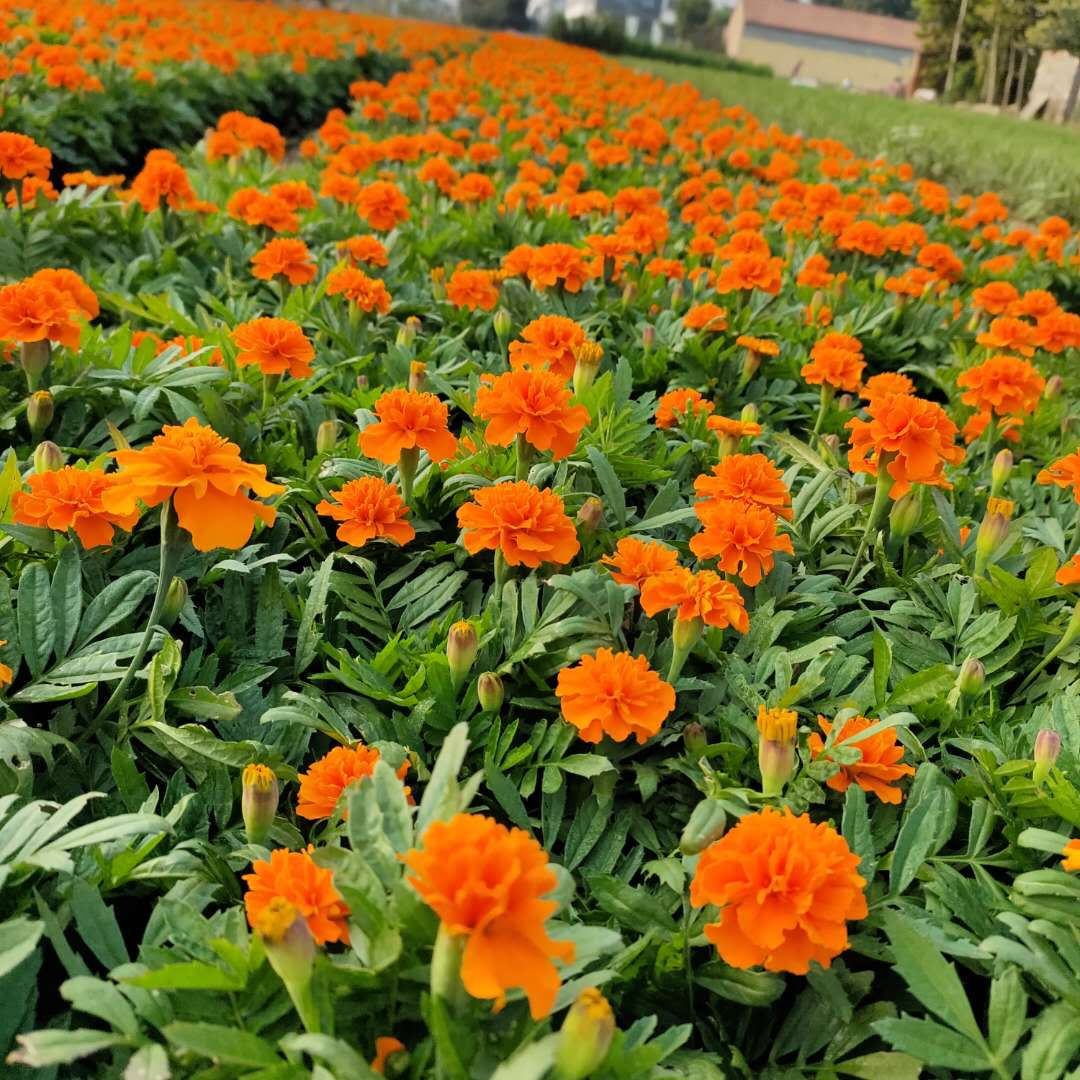 宿根草花孔雀草 孔雀草基地 品质好的