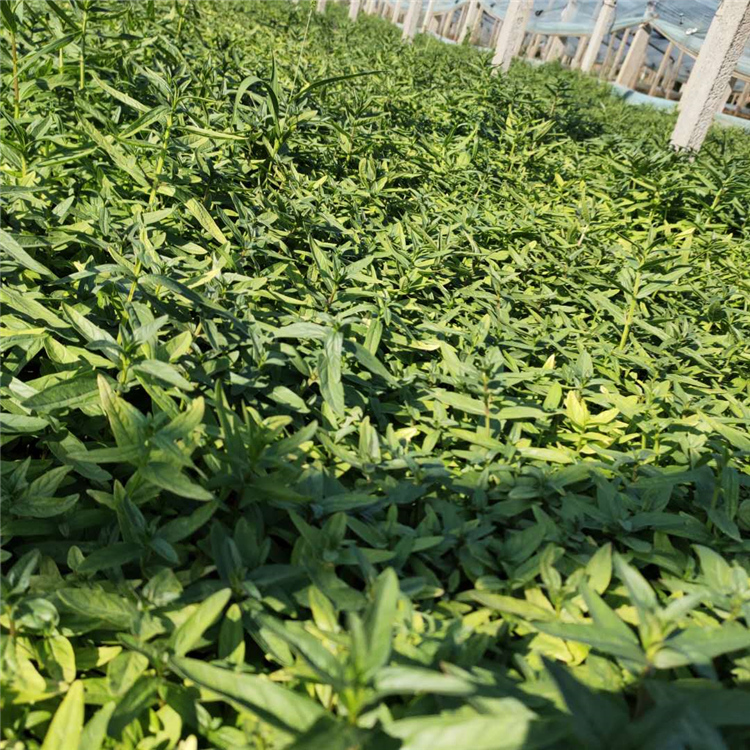 销售千屈菜 应季苗木 山东千屈菜种苗