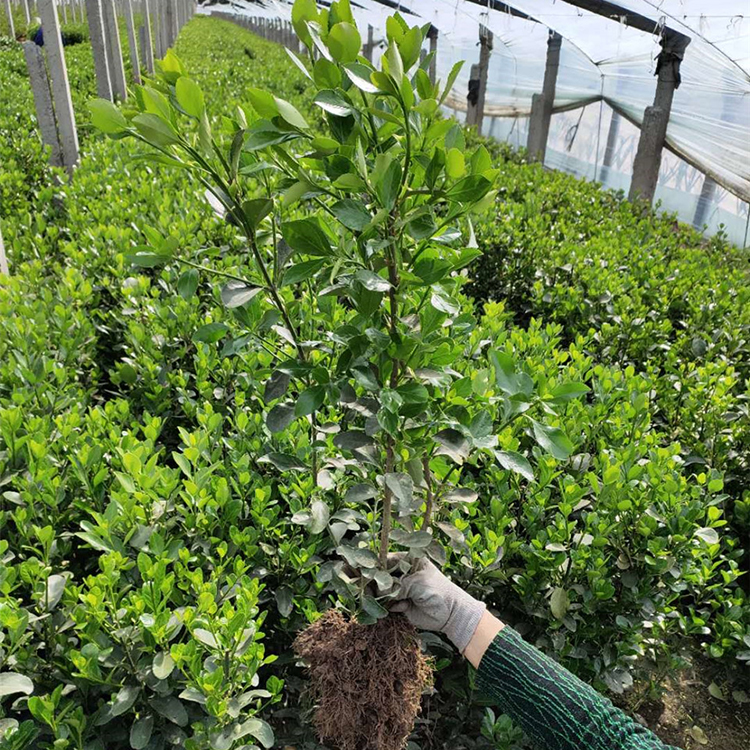 品质优良 山东冬青 冬青种植基地