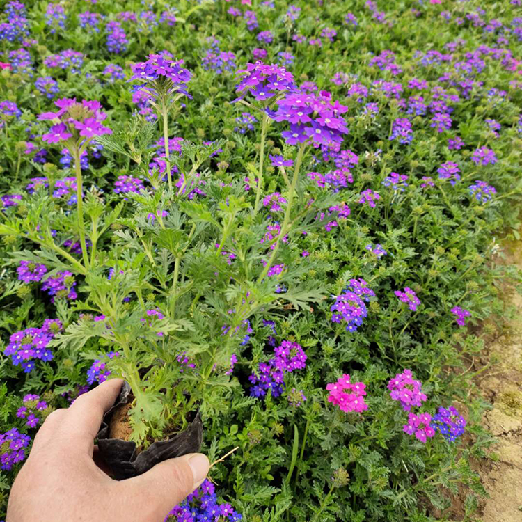蓝花美女樱批发 青州草花基地 价格实惠