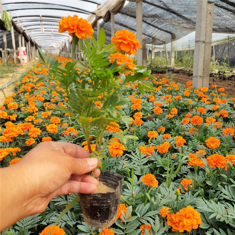 品质好的 孔雀草 草花基地
