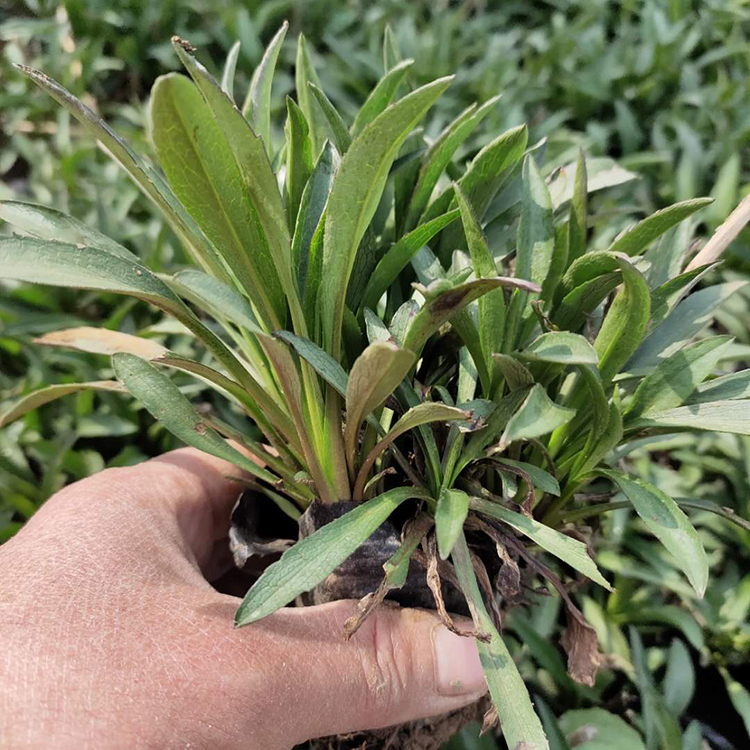 荷兰菊批发 我苗圃批发 草花批发价格 家庭摆放荷兰菊