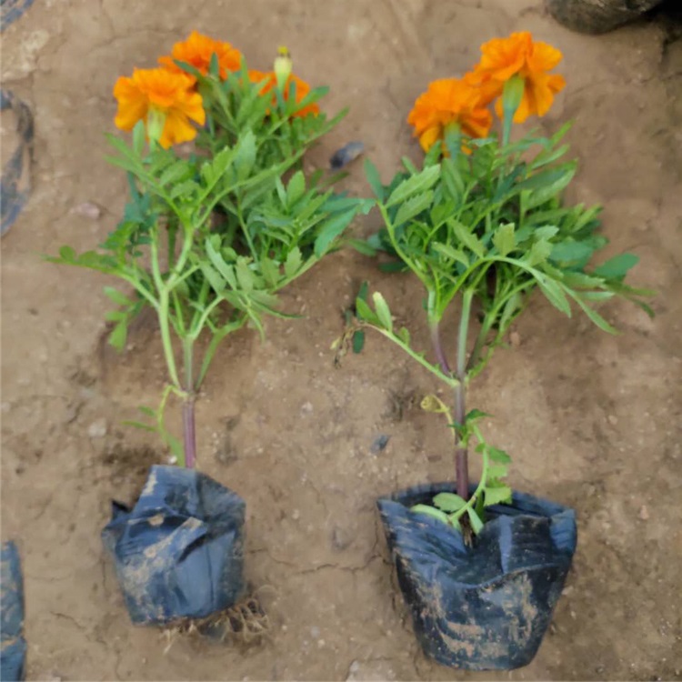 大量批发 孔雀草小盆 草花基地