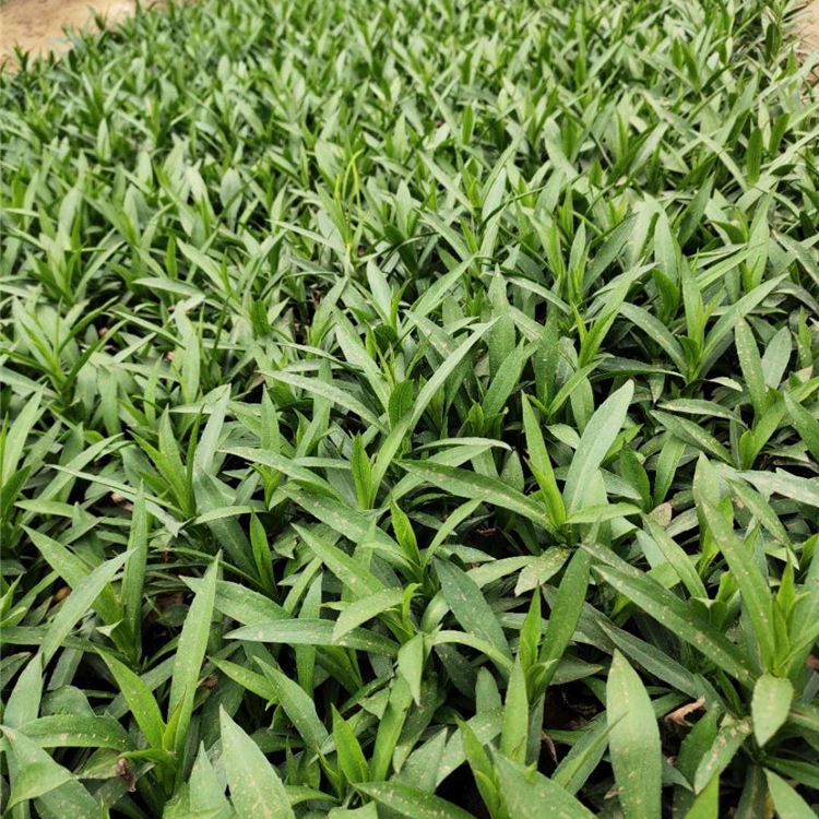 荷兰菊供应商 花海优良品种 青州宿根草花批发 荷兰菊
