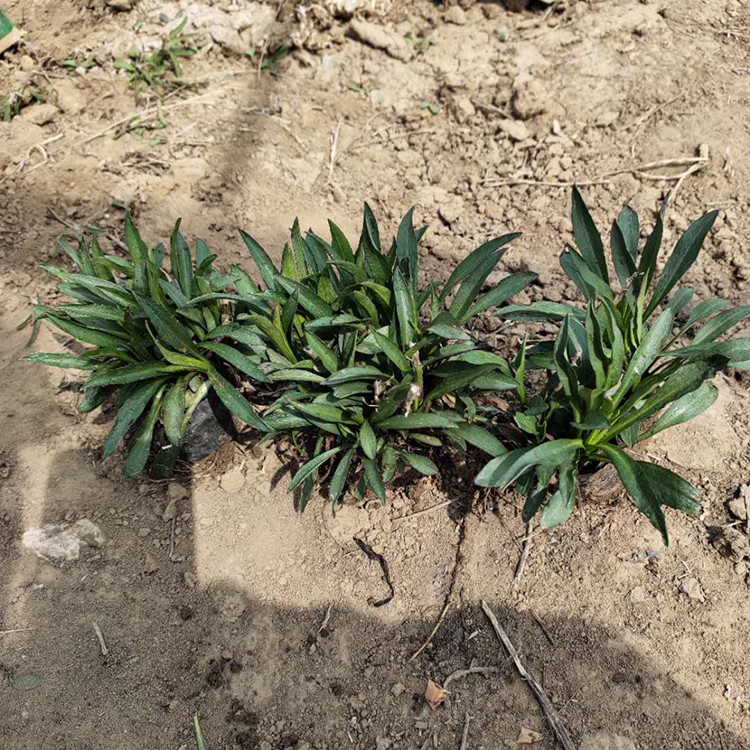花海优良品种 观赏花荷兰菊 荷兰菊价格