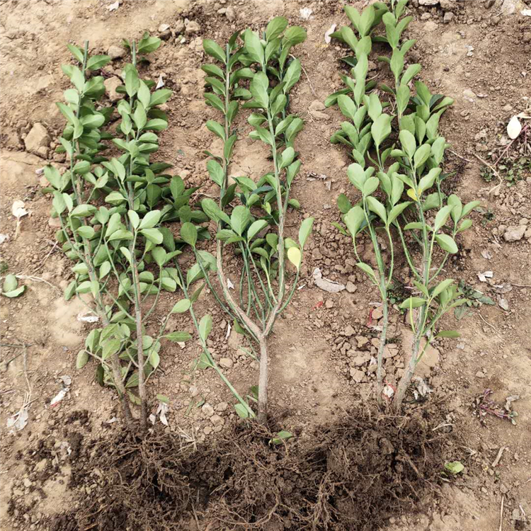 冬青种植基地 青州冬青种苗 品质优良