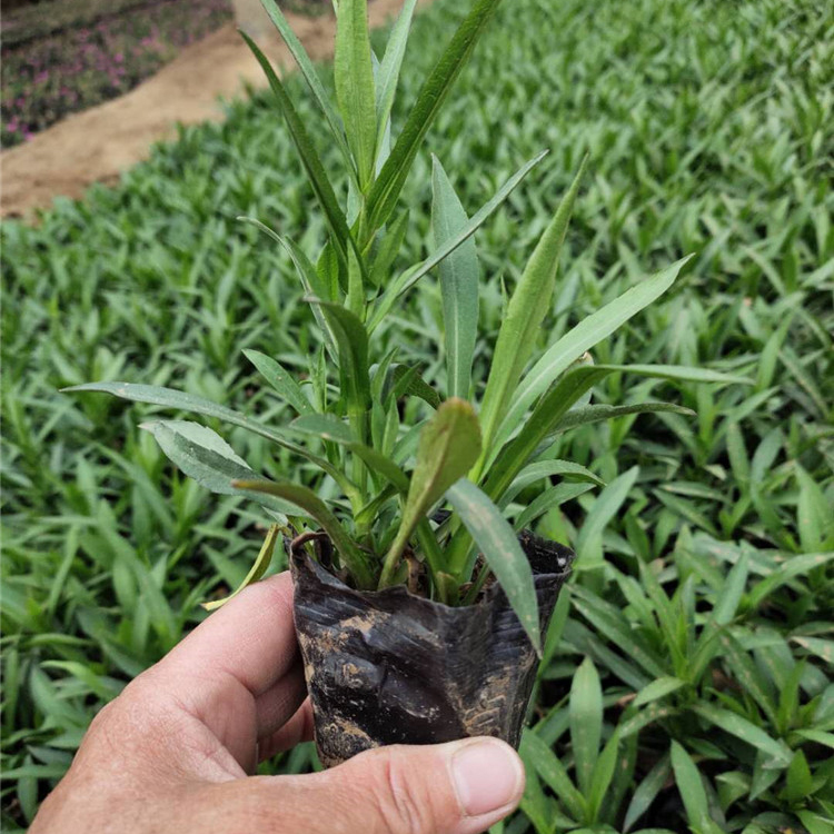 荷兰菊盆栽苗 荷兰菊批发 我苗圃批发