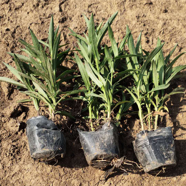 荷兰菊基地直销 花海优良品种 青州草花种植基地 荷兰菊盆栽苗