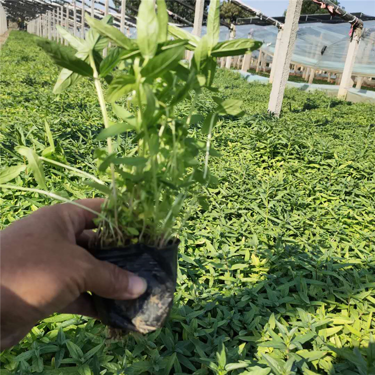 千屈菜小苗 开春推荐 千屈菜基地批发