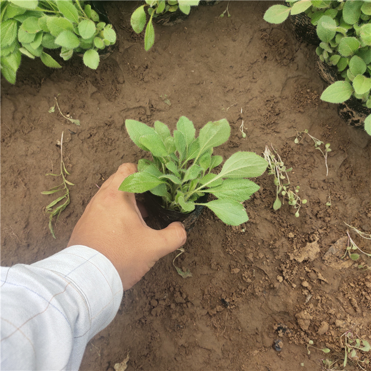 岱青园林 黑心菊 宿根草花基地