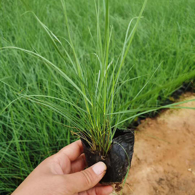粉黛乱子草供货商 青州粉黛乱子草苗