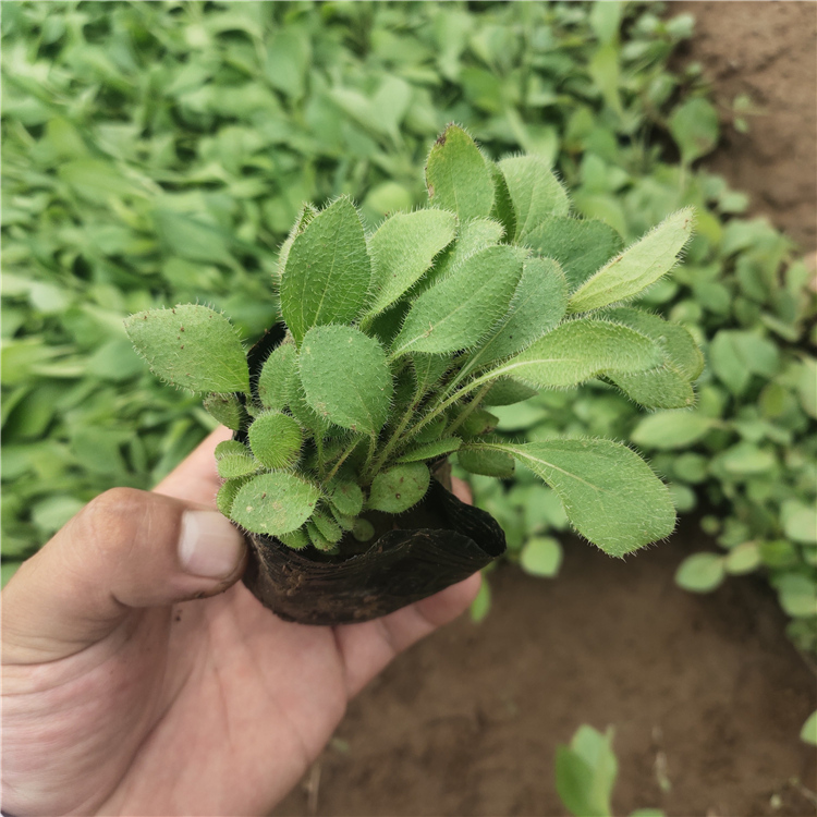 黑心菊价格 黑心菊小皮桶 苗圃基地批发