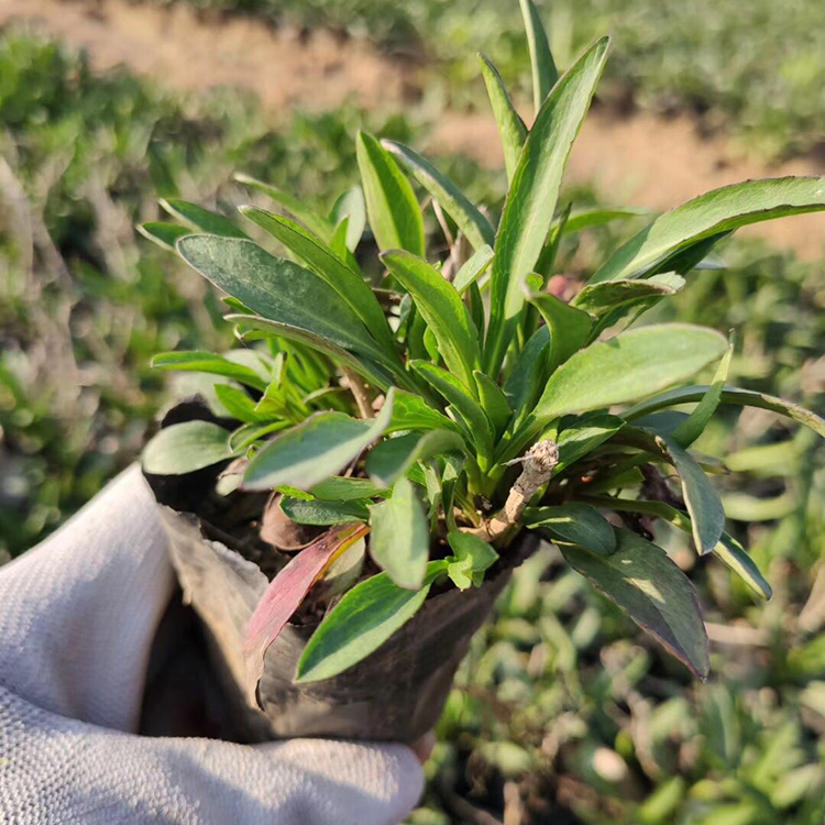 荷兰菊销售 长势好 荷兰菊杯苗