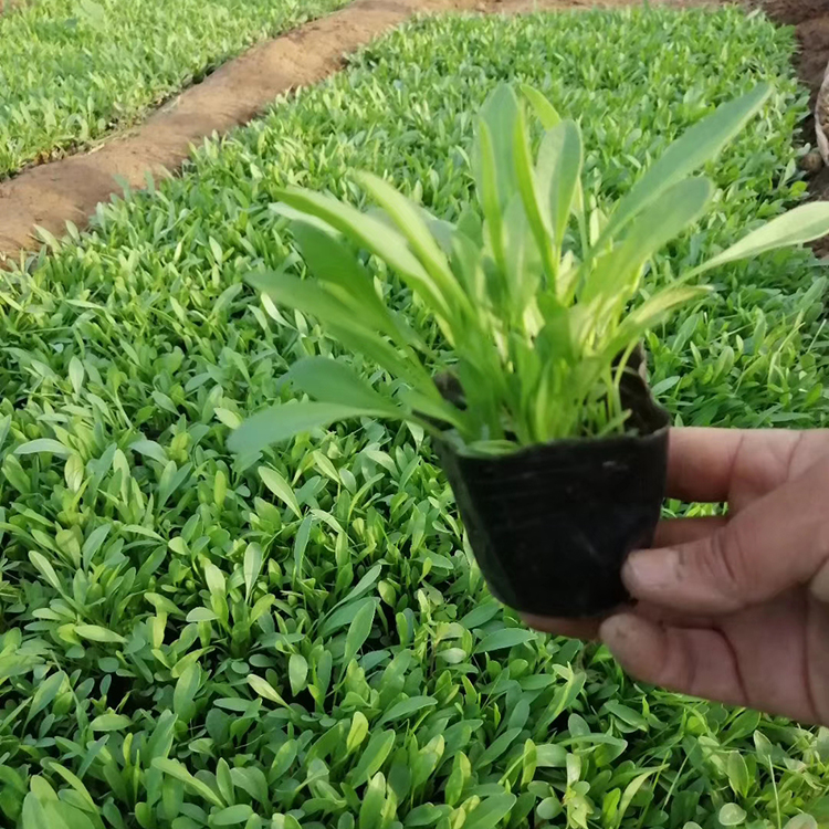 大花金鸡菊 大量批发 大花金鸡菊供货商