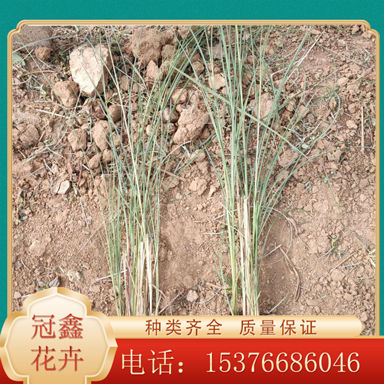 细叶芒价格 细叶芒小苗 细叶芒预定