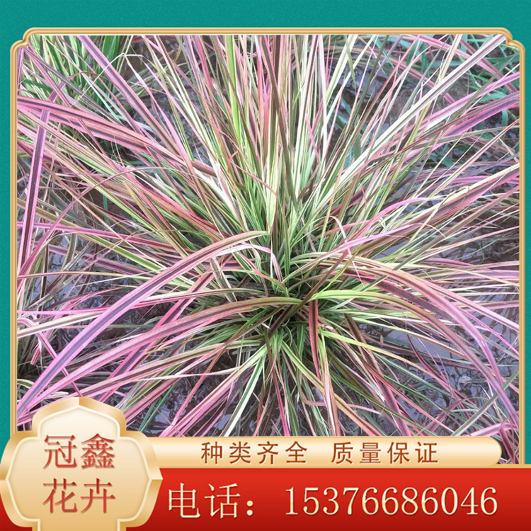 火焰狼尾草价格 火焰狼尾草小苗 火焰狼尾草小苗批发基地