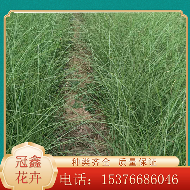 细叶芒杯苗 基地直销细叶芒 细叶芒预定