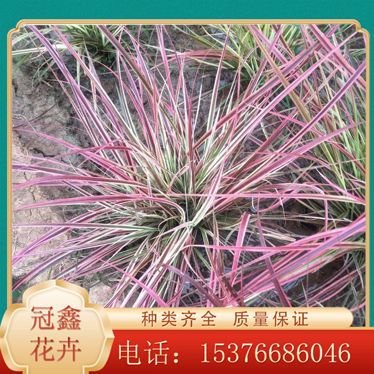 火焰狼尾草价格 火焰狼尾草观赏苗 安徽火焰狼尾草批发商