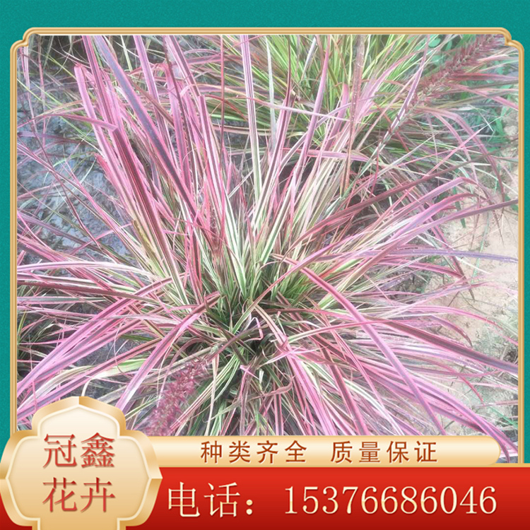直销火焰狼尾草小苗 狼尾草批发商 紫穗狼尾草