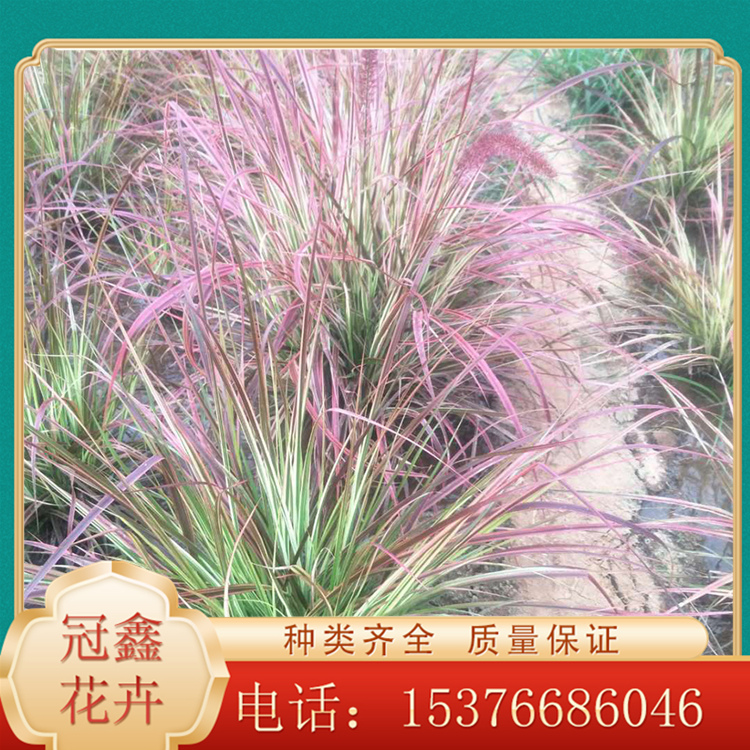 直销火焰狼尾草小苗 狼尾草批发商 安徽火焰狼尾草批发商
