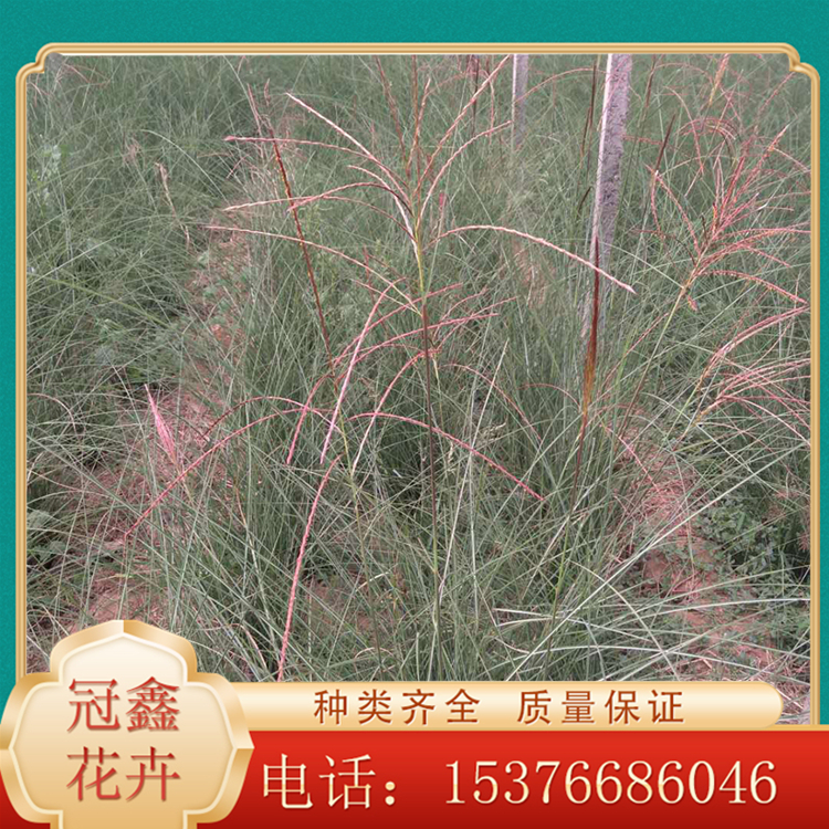 细叶芒种植基地 大量出细叶芒小苗 山东细叶芒