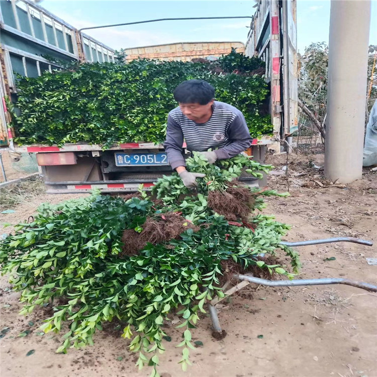 大叶黄杨种植基地 大叶黄杨苗圃供应 大叶黄杨种植厂家 山东大叶黄杨出售