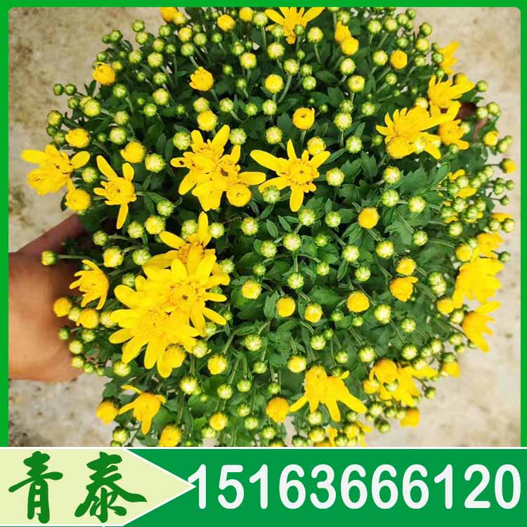 山东国庆菊 国庆菊报价 节日花卉租摆用苗