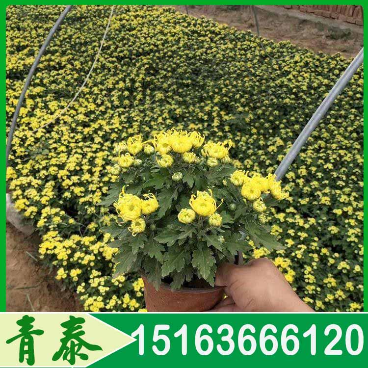 秋季耐寒花卉  青州国庆菊培育基地  花色种类繁多艳丽