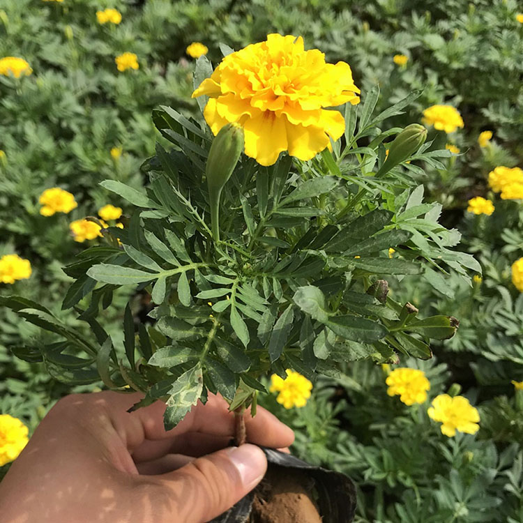 孔雀草 盆栽孔雀草批发商 地邦孔雀草报价