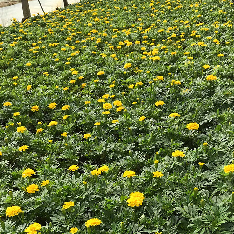 孔雀草 花坛绿化租摆用花卉盆栽 优良孔雀草批发基地